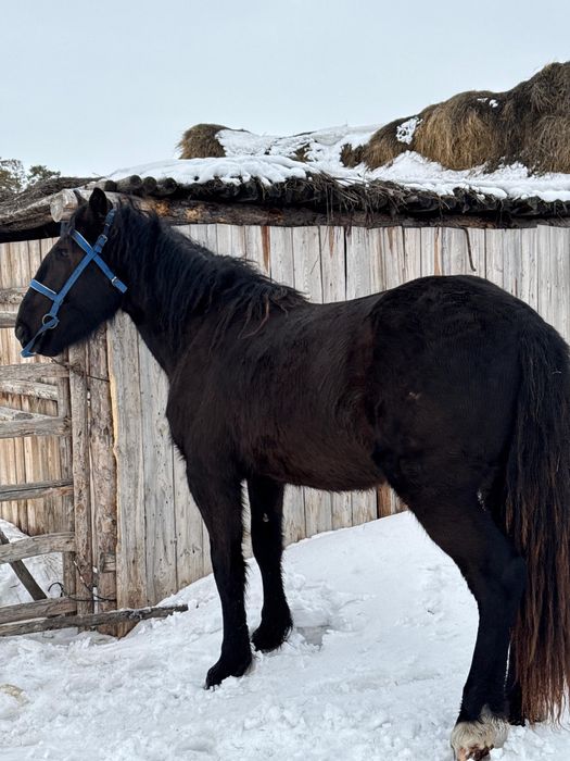 Айгыр сатылат 3 жасар