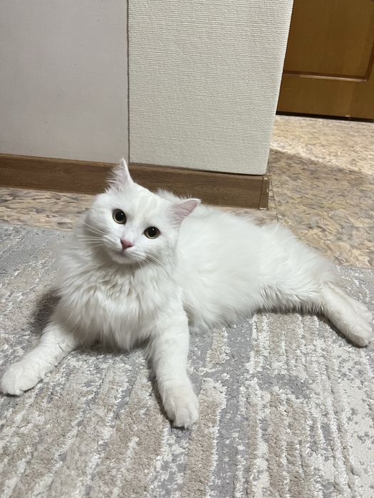 Котик отдам добрые руки