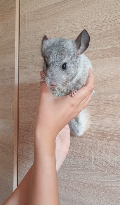 Pui chinchila 3 luni