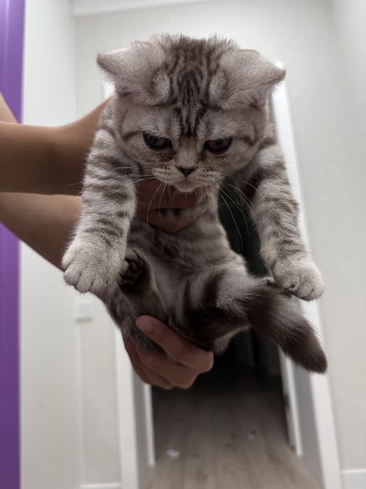 Кошка продам Батыс 2 ……