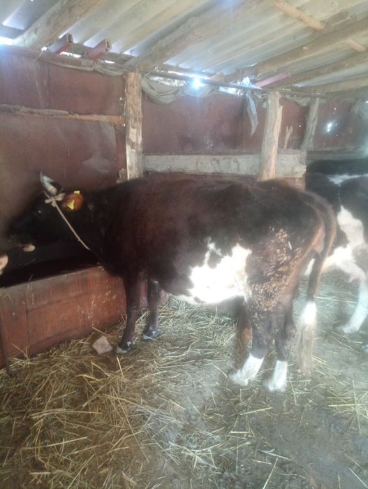 Екі буаз сиырлар сатылады