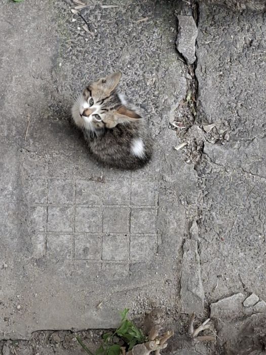 Мъжко котенце на 5 месеца