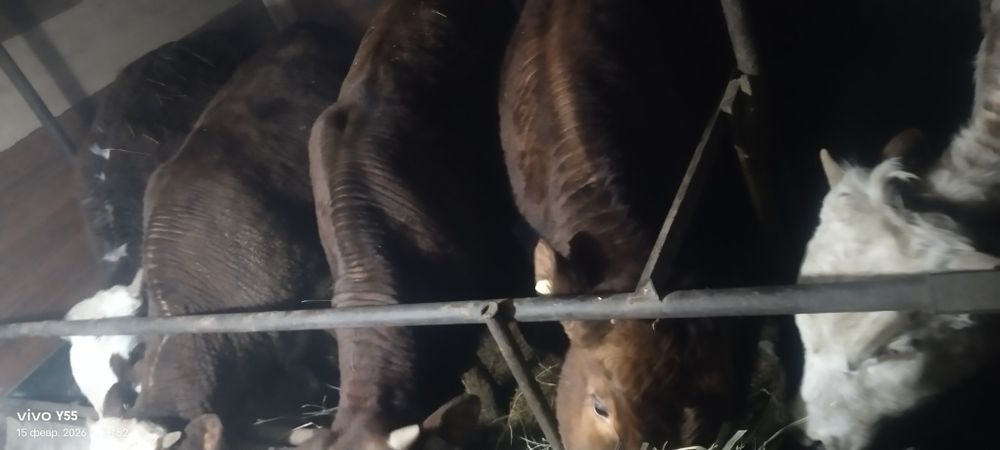 Продам молодых бычков, тёлок.