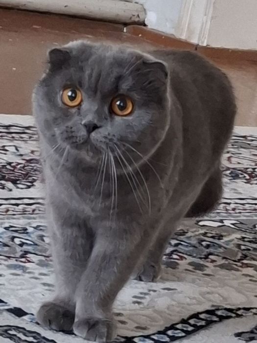 Шотландский вислаухи