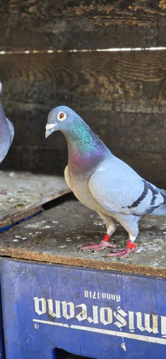 Mascul DV porumbel voiajor cu pedigree