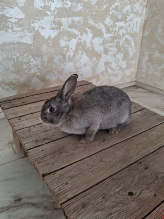 Продам Кролика.Самка 4.5 месяца.