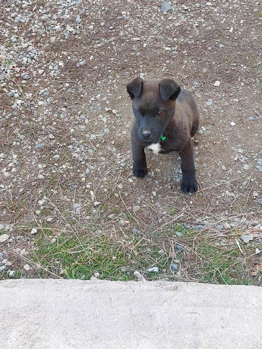 Отдам даром щенка мальчик смесь лабрадора