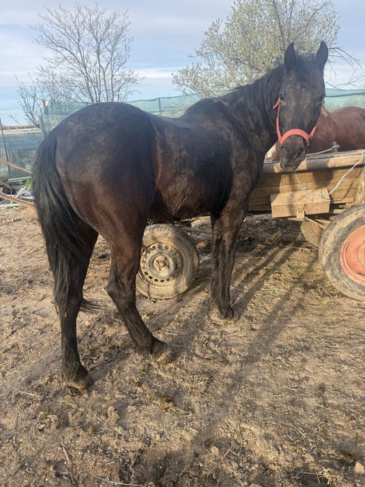 Cal de 8 anii se probează la fața locului