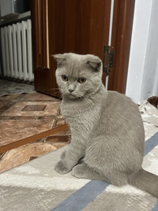 Шотландская вислоухая(скоттиш-фолд)