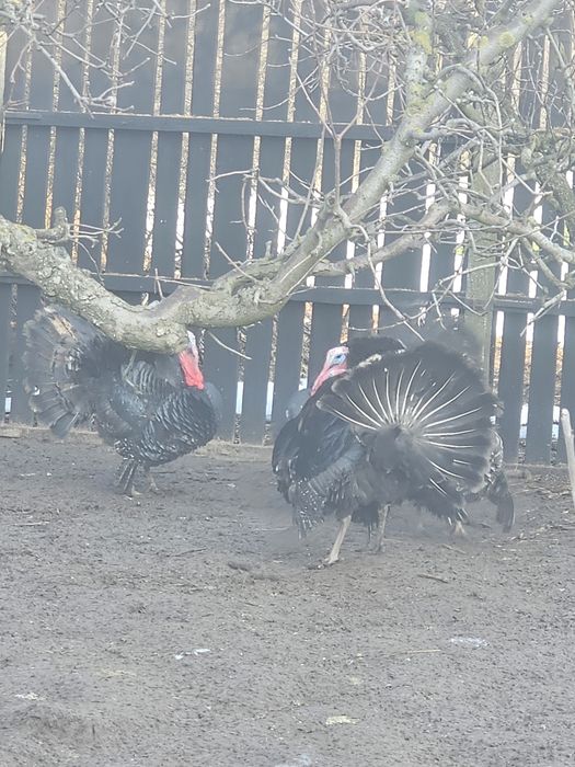 Ouă de țară, de găină, de rață ,de curca,de gâscă