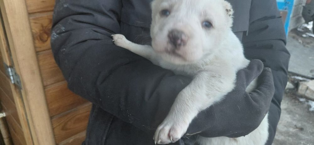 Продам щенков Алабая