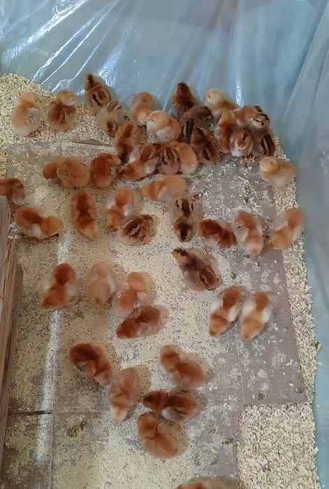 Хонаки товук жужалари сотилади