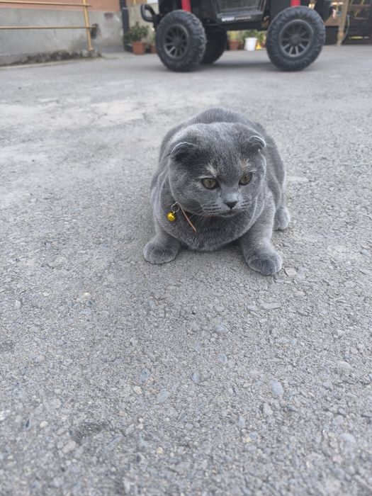 Скоттиш фолд мушуги оргинал