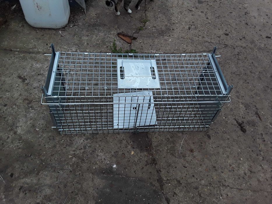 Capcana dihori sobolani vulpi