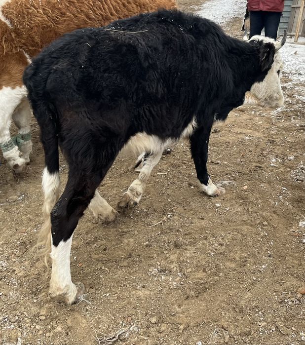 сиыр сатам      .