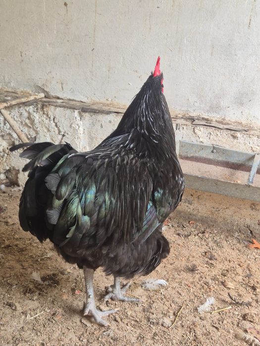 Джерсийский гигант.