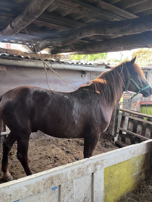 семіз жылқы , кокпар ойнаған