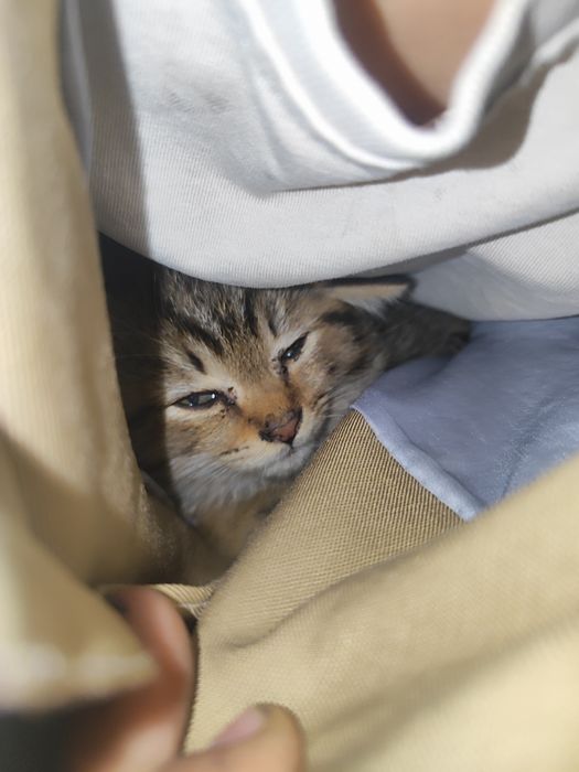 Кот привитый не болеет