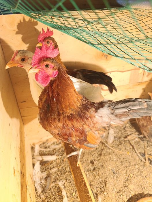 Yapon Tovuq Xorozlar sotladi