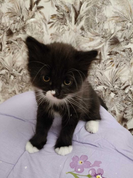 Котята 2 месяца продам