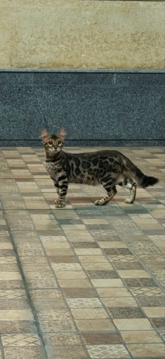 Чистокровные клубные бенгальские котята