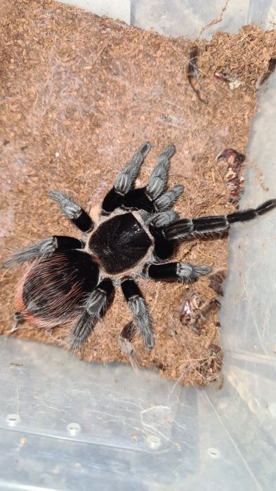 Tarantule/Scorpion de vânzare