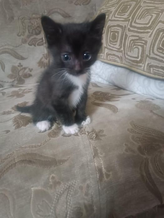 Котенок в добрые руки бесплатно