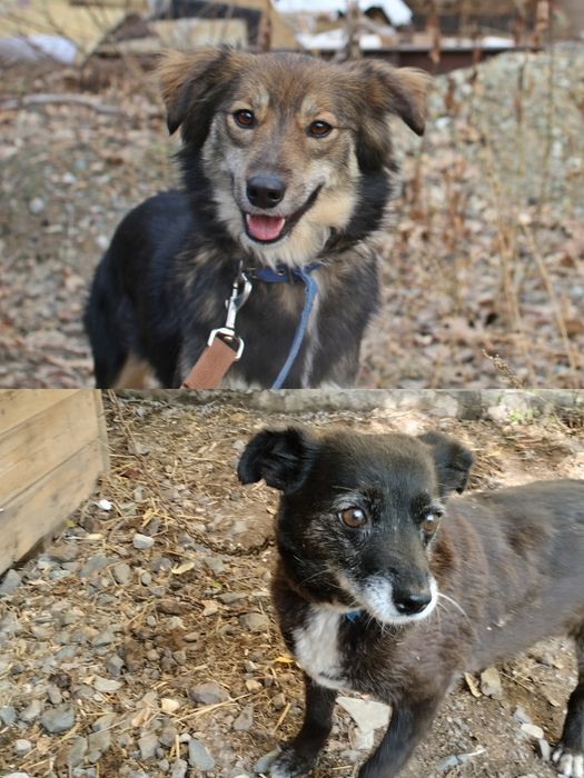 Отдам в добрые руки