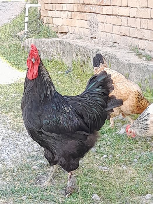 Brama  ho'roz qora mramr ho'roz 250min tovuqlar150 min