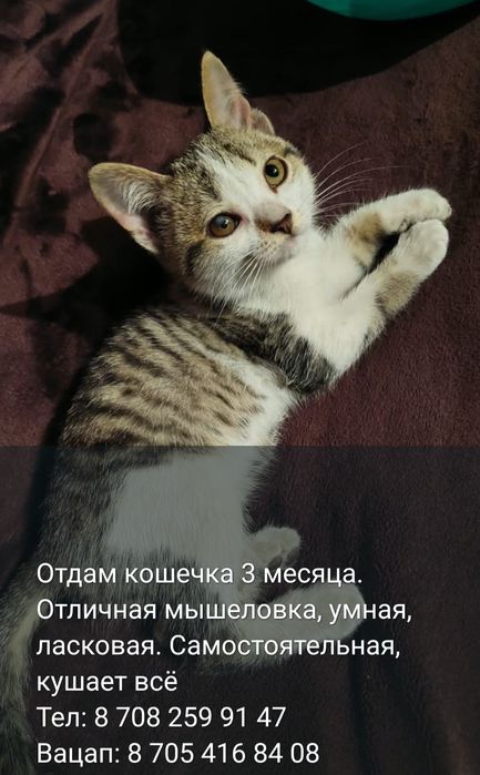Отдам хороших котят в добрые руки