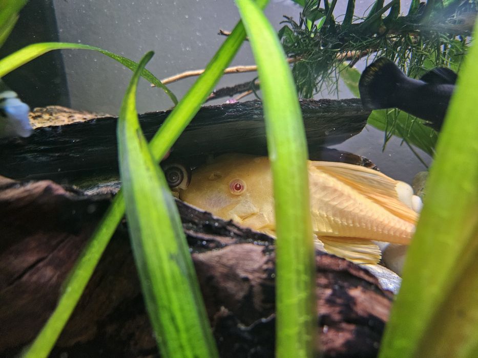 Pleco gibi gibbiceps