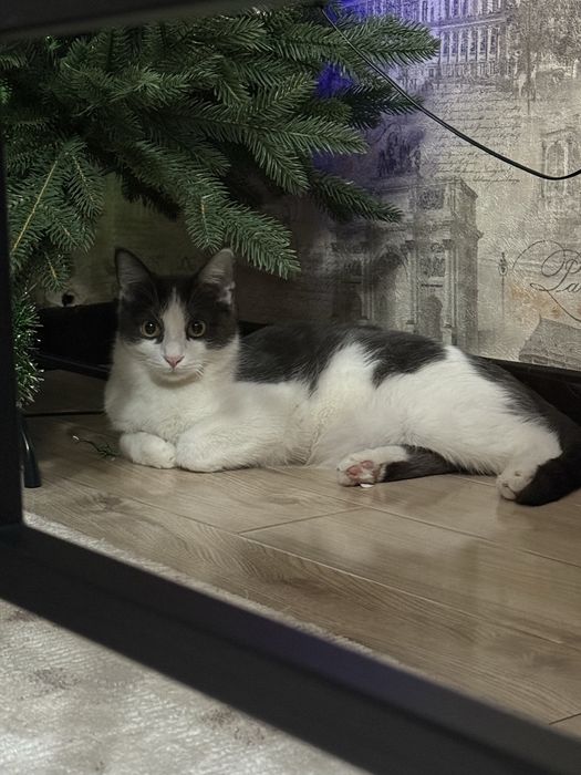 Кот Маркиз. 8 месяцев