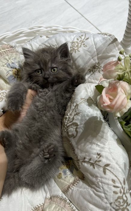 Пушистые котята!