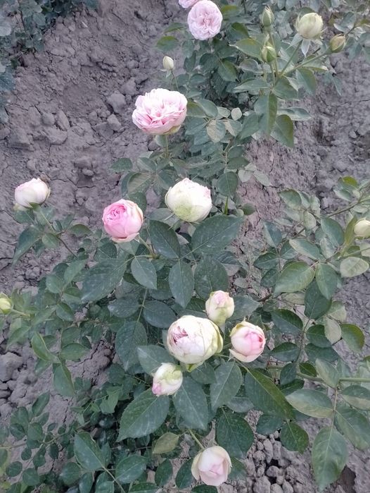 Дехкончилик гарантия качества