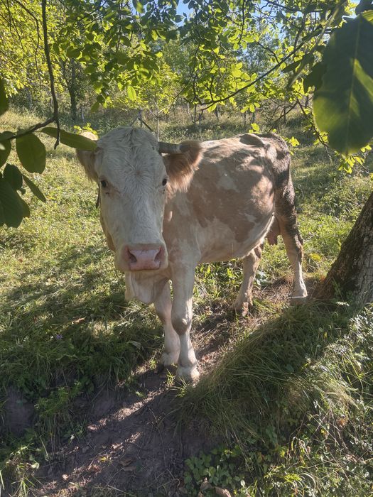 Vand vaca cu vitel !