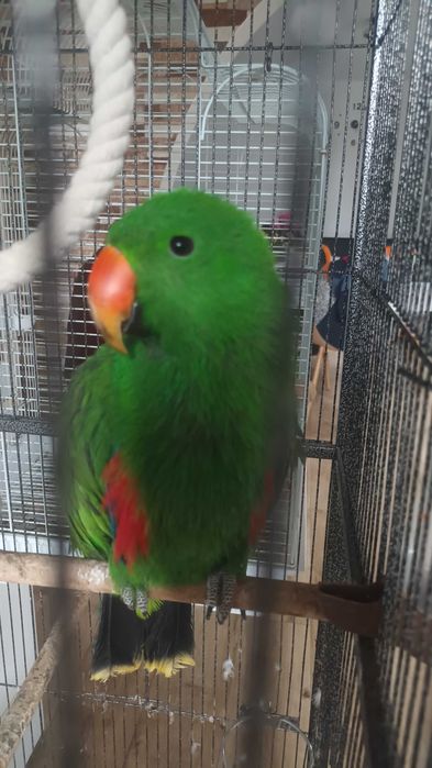 Pereche eclectus