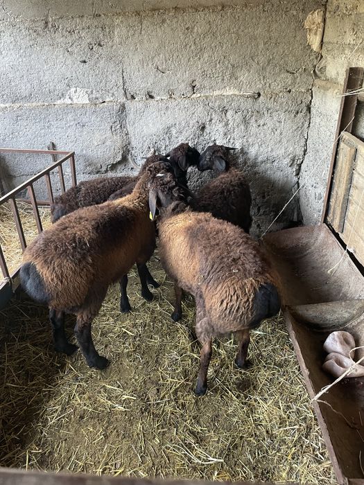 Кой токты кошкарлар бар