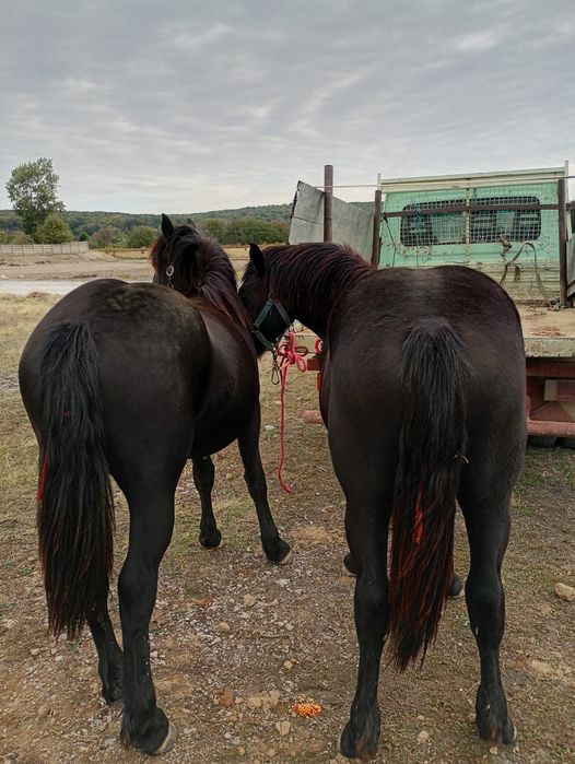 Se vând 2 mânze și 2 mânzi,cai, semigreu,