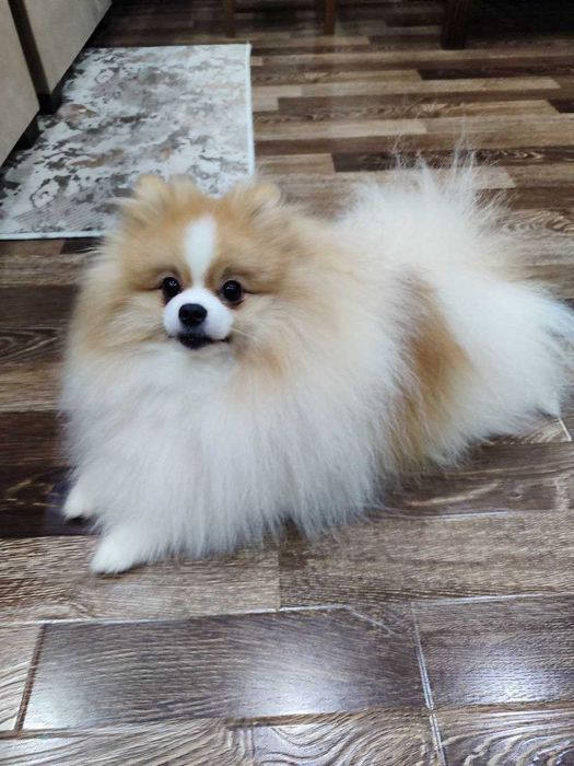 Продается померанский шпиц