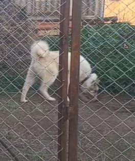 ЗСЛ ұрғашы сатылады