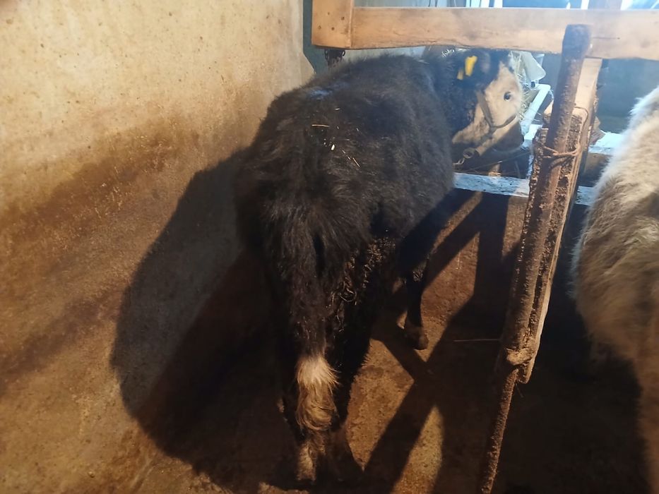 3 еркек 2 урғашы сатылады