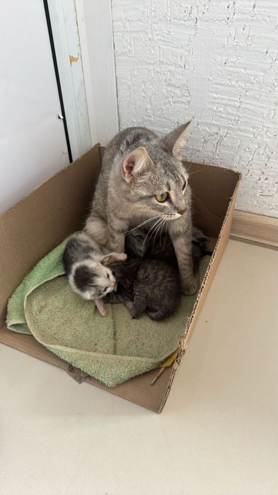 Кошка и котята остались на улице