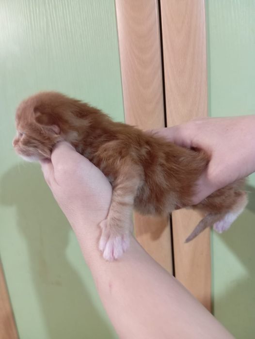 Котята породы Мейн Кун