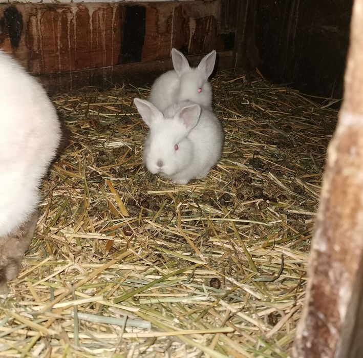 De vânzare iepurasi