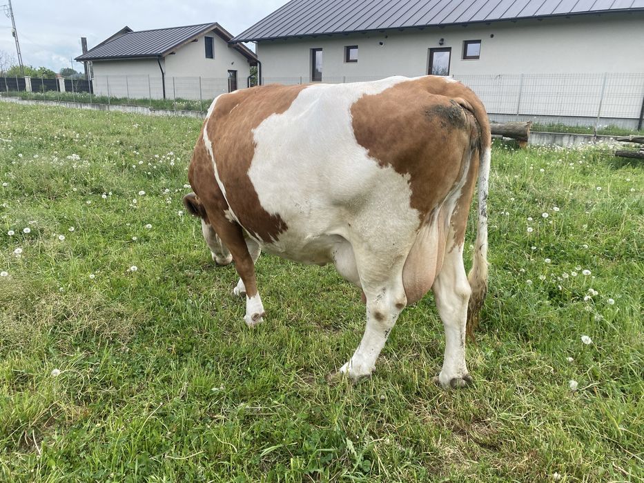 Vaca baltata romaneasca