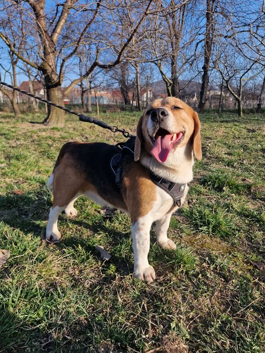 Donez câine BEAGLE de 2 ani jumătate