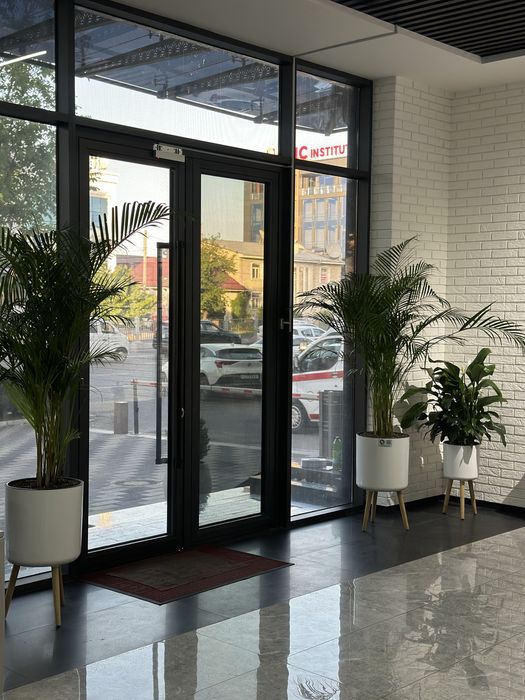 Цветы для офиса и дома в горшках оптом