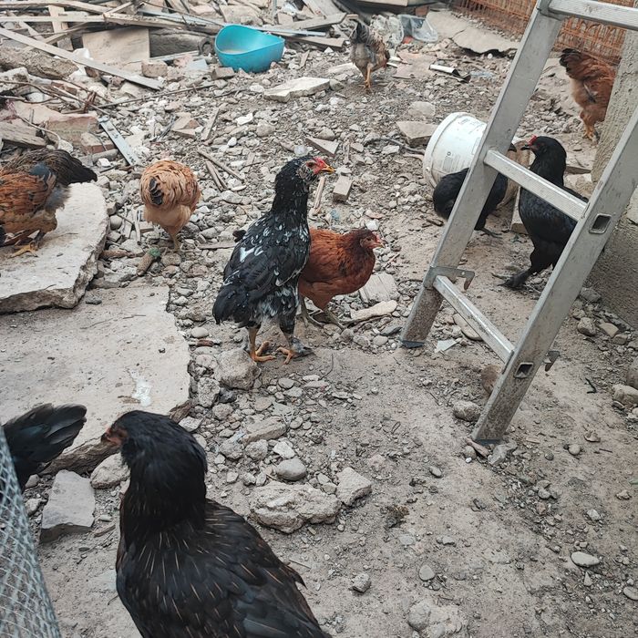 Cocoșei Mai 2026 Gat Golaș si Olive Egger