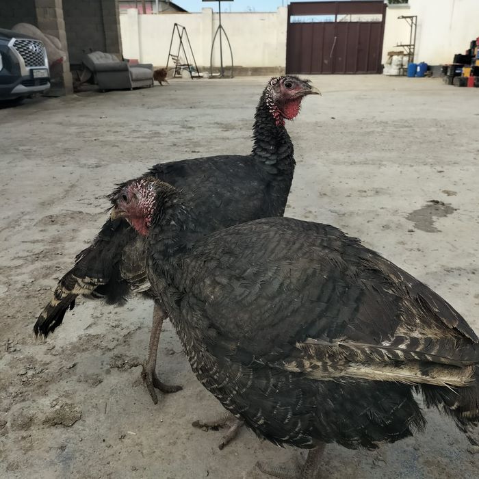 Үндік- павлин сатылады. Бағасы 25000теңгеден