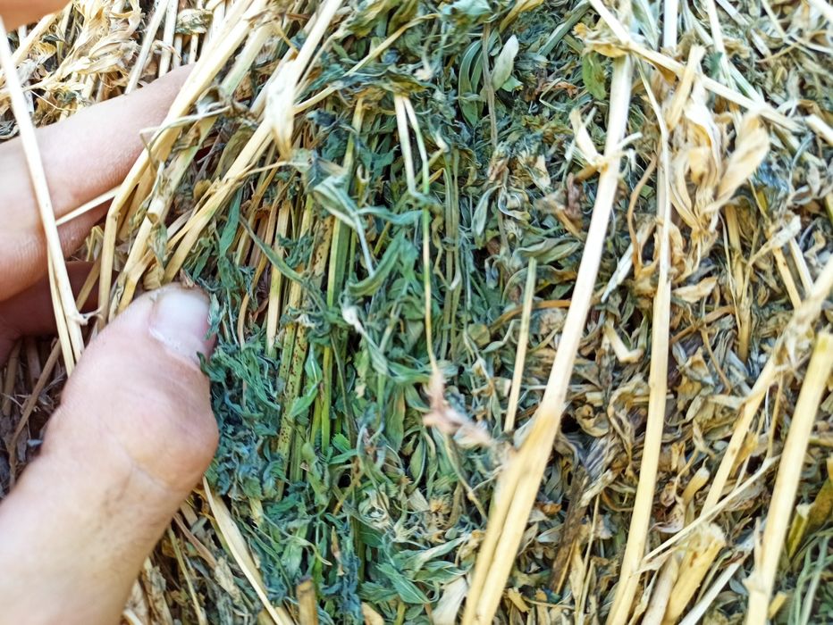 Baloți lucernă 120x120